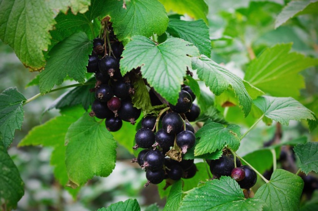 Do 16 września złożono 2359 wniosków/ fot. shutterstock.com Do 30 września producenci czarnej porzeczki mogą składać wnioski o pomoc
