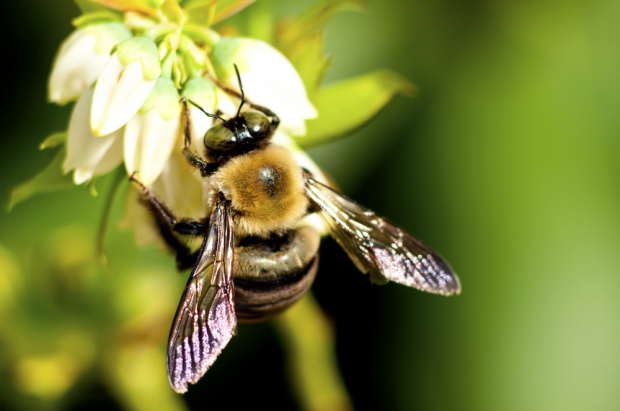 Produkcja 30 proc. żywności i 90 proc. owoców zależy od zapylania przez owady pszczołowate/ fot. shutterstock Środki i pestycydy wykorzystywane w rolnictwie wpływają na kondycję pszczół (video)