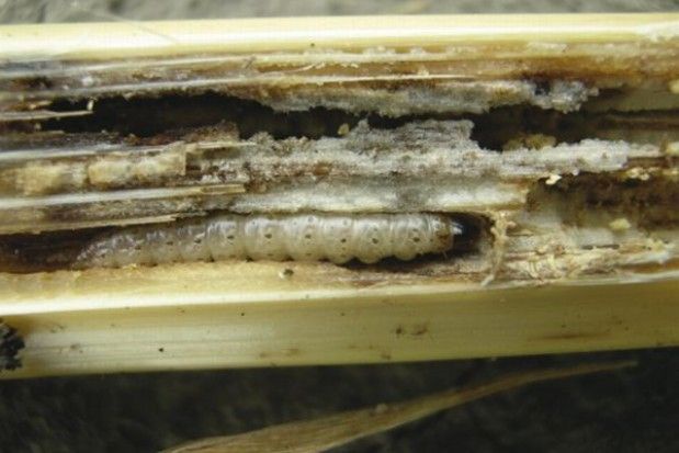 Gąsienice omacnicy żerują, aż do momentu zbioru kolb/ fot. Farmer.pl Omacnica prosowianka – zagrożenie dla upraw kukurydzy cukrowej