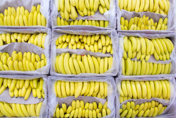 Hiszpańska policja i celnicy przechwycili transport kokainy z Kostaryki w kontenerze z puree bananowym/ fot. shutterstock 300 kg kokainy w kontenerze z puree bananowym z Kostaryki