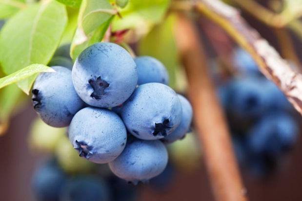 Eksperci szacują, że może zostać wysłanych 99-109 tys. ton tych owoców z Chile/ fot. shutterstock Chile: Producenci borówek oczekują wzrostu eksportu