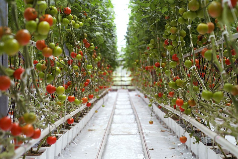 W Połańcu ruszy potężna inwestycja w szklarnie do produkcji pomidorów