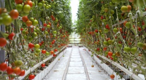 W Połańcu ruszy potężna inwestycja w szklarnie do produkcji pomidorów
