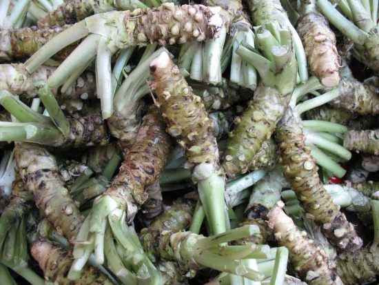Wasabia uznawana jest za jedno z najdroższych warzyw na świecie/ fot. shutterstock.com Na czym polega trudność w uprawie wasabi japońskiej?