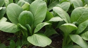 Komatsuna – kolejny hit wśród warzyw liściowych