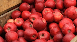 Dyrektor PSOR: Nie obawiam się o problem pozostałości w polskich jabłkach