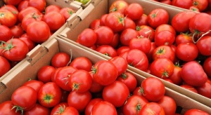 Choroby pomidorów w trakcie przechowywania – jak uniknąć strat?