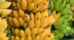 Krajowy rynek bananów może urosnąć o połowę w ciągu dekady