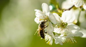 Nie tylko pszczoły są odpowiedzialne za efekty zapylania