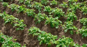 Nowe preparaty przeciwko zarazie ziemniaka w ofercie Sumi Agro Poland