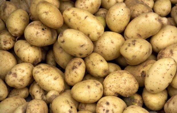 Zbiory ziemniaków niższe niż przed rokiem. Nawet o 1 mln ton