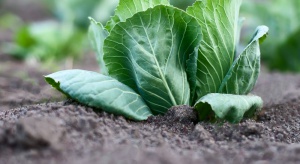 Nowe rejestracje herbicydu w uprawach ogrodniczych