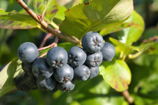Polska produkuje rocznie ok. 60 tys. ton aronii/ fot. shutterstock.com Owoce aronii podbijają zagraniczne rynki