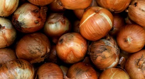 Jakie choroby stanowią zagrożenie w trakcie przechowywania cebuli?