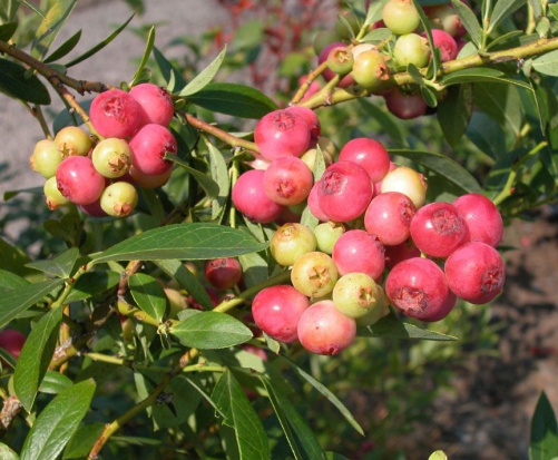 Odmiana 'Pink Lemonade' cechuje się różową barwą owoców/ fot. za ars.usda.gov Borówka wysoka o różowych owocach – alternatywa dla znanych odmian?