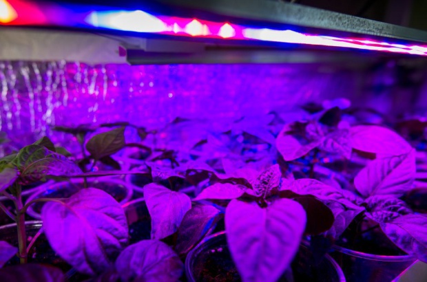 Lampy LED umożliwiają skuteczne doświetlanie rozsady warzyw