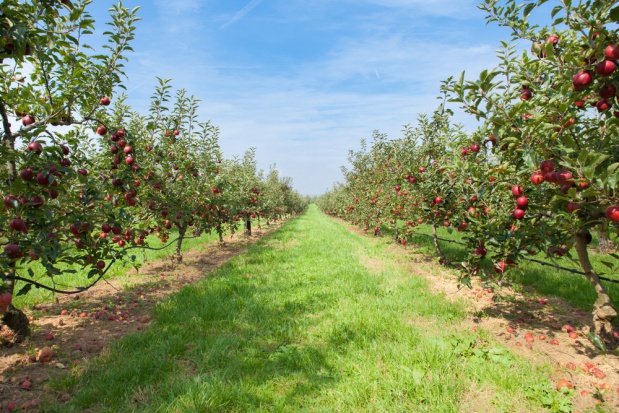 Areał nasadzeń jabłoni w Niemczech wynosi około 31,4 tys. ha; fot. shutterstock.com Niższe zbiory jabłek w Niemczech w 2015 r.