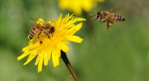 Pszczoły przed deszczem stają się jeszcze bardziej pracowite