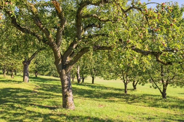 Stare odmiany jabłoni i grusz są odporniejsze na mróz; fot. shutterstock.com Na Suwalszczyźnie zakładają tradycyjne sady ze starymi odmianami