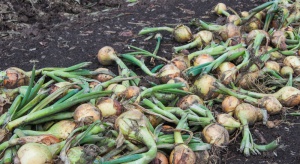 Jakie problemy notowano w ubiegłym sezonie przy uprawie cebuli w Holandii?