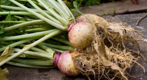 Brukiew jadalna - jak uprawiać to warzywo?
