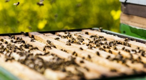 Na terenie niemieckiego parlamentu zamieszka 50 tys. pszczół