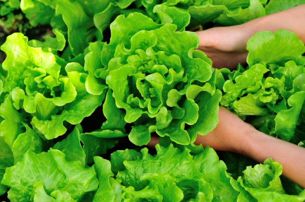 Powodem zakwestionowania przesyłek było stwierdzenie Frankliniella occidentalis, organizmu kwarantannowego dla Ukrainy/ fot. shutterstock Ukraina zatrzymała hiszpańską sałatę eksportowaną z Polski