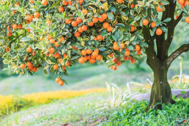 We Włoszech uprawia się coraz mniej cytrusów; fot. shutterstock.com Włosi odchodzą od upraw cytrusów. Winne - masowy import i niskie ceny