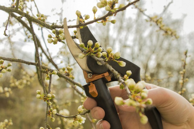Porównujemy sekatory; fot. shutterstock.com Z czym do cięcia cz. IV – porównanie oferty sekatorów