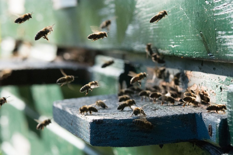 Szkodliwe ŚOR, niszczenie siedlisk… Co jeszcze zagraża pszczołom?