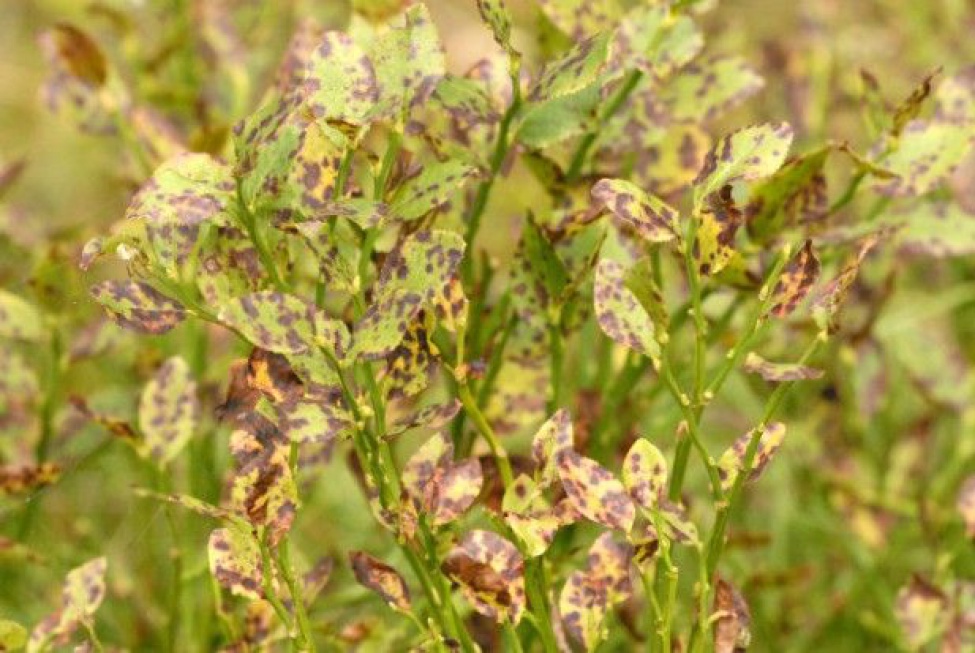 Choroby grzybowe coraz większym zagrożeniem dla borówki wysokiej