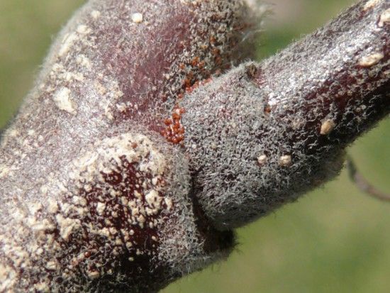 Jaja zimowe przędziorków;/fot. materiały prasowe Sumi Agro Jak zwalczać szkodniki jabłoni przed kwitnieniem?