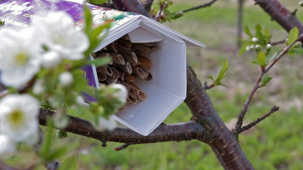 Domek gniazdowy murarki ogrodowej/ fot. za Sumi Agro Sumi Agro rusza z kolejną akcją na rzecz owadów zapylających