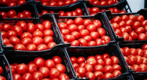 Bułgarskie pomidory prawie o 70 proc. droższe od importowanych