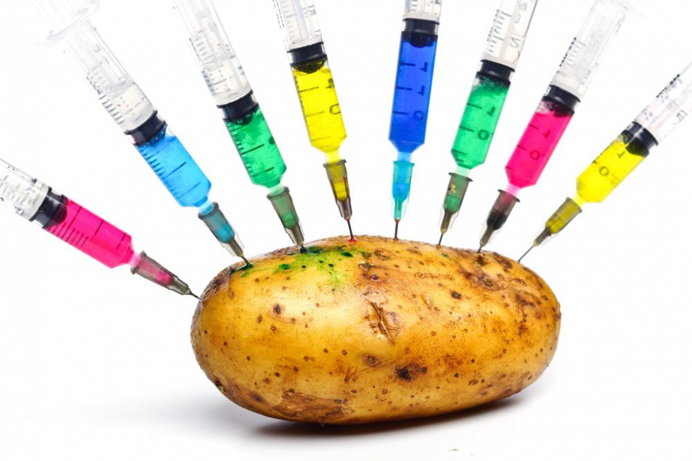 osiągnięcie naukowców doprowadziło do dyskusji na temat upraw GMO/ fot. shutterstock.com Wyhodowano ziemniaki odporne na zarazę, ale genetycznie modyfikowane