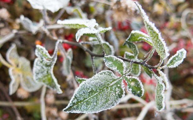 Temperatura przy gruncie spadła już do nawet minus 6 stopni / fot. shutterstock Przymrozki zbierają żniwo na polach i w sadach