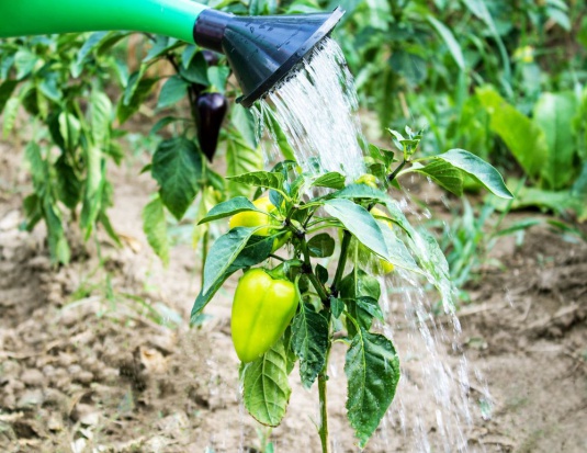 fot. shutterstock.com Producenci papryki: Prawo wodne to absurd. Wzrosną koszty produkcji
