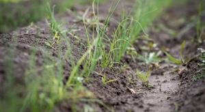 Szkodliwość śmietki cebulanki – jak chronić wczesne uprawy? 