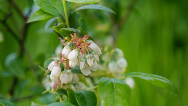 W trakcie kwitnienia borówki wskazane jest ochrona przeciwko chorobom grzybowym/ fot. shutterstock.com Zabiegi ochronne na plantacjach borówki w okresie kwitnienia
