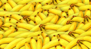 Więcej bananów w Hiszpanii