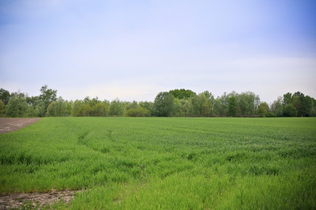 Minister rolnictwa musi mieć nadzór nad tym, co robi prezes ANR – mówią posłowie Kukiz’15 / fot. shutterstock Kukiz'15: Minister rolnictwa musi mieć nadzór nad tym co robi prezes ANR