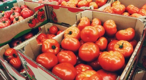 W Rosji spalono ponad 400 kg polskich pomidorów! 
