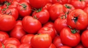 Belgia: Pomidory sprzedawane wręcz za bezcen!
