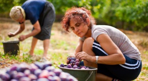 Włochy: Rząd zaostrza walkę z wykorzystywaniem pracowników w rolnictwie
