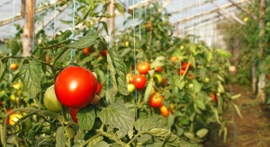 Nowość w ochronie pomidorów przed zarazą ziemniaka i alternariozą 