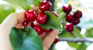 Problem pękania owoców czereśni – jak zminimalizować straty?