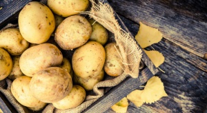 UE: W 2016 r. większe plonowanie ziemniaków