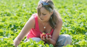 Ile można zarobić przy zbiorze truskawek w Polsce, a ile za granicą?