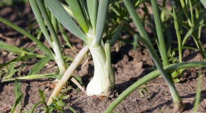Mączniak rzekomy cebuli – konieczna ochrona fungicydowa 