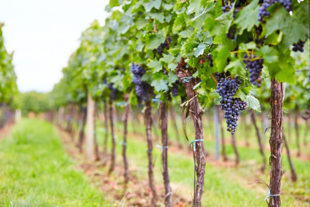 W ostatnim sezonie 103 komercyjnych producentów uprawiało blisko 200 ha winorośli, które dały 5 tys. hl trunku. / fot. shutterstock Przybywa upraw i producentów wina w Polsce